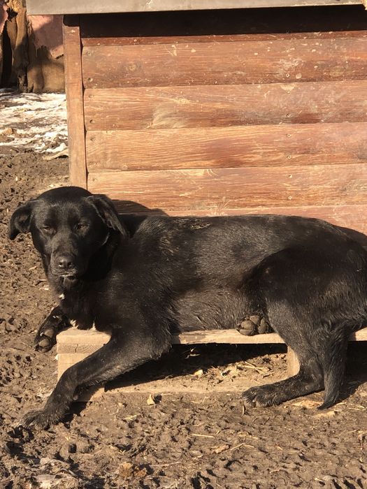 Метисы лабрадора