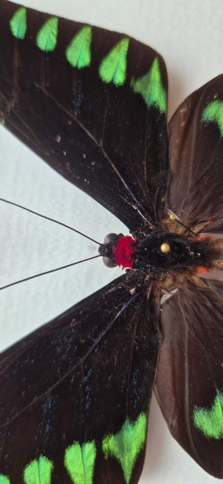 Motyl w gablotce Trogonoptera trojana na ścianę otwierana