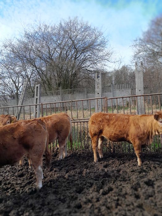 Giełda zwierząt - Rolnictwo