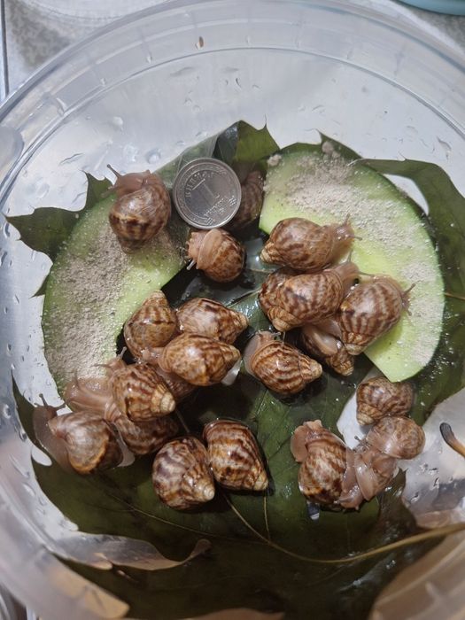 Віддаю Ахатин равликів