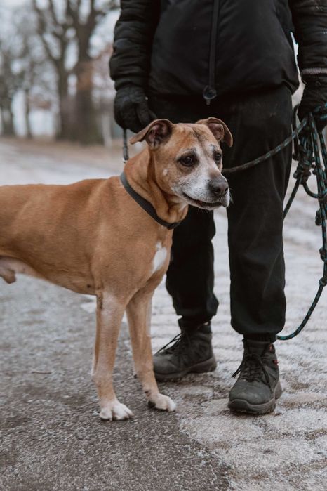 Radosny Vito do adopcji