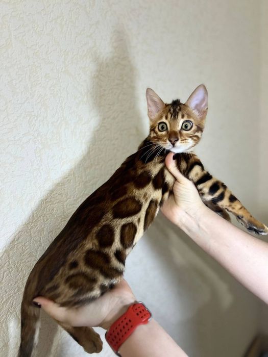 Бенгальський кіт,кошеня бенгал