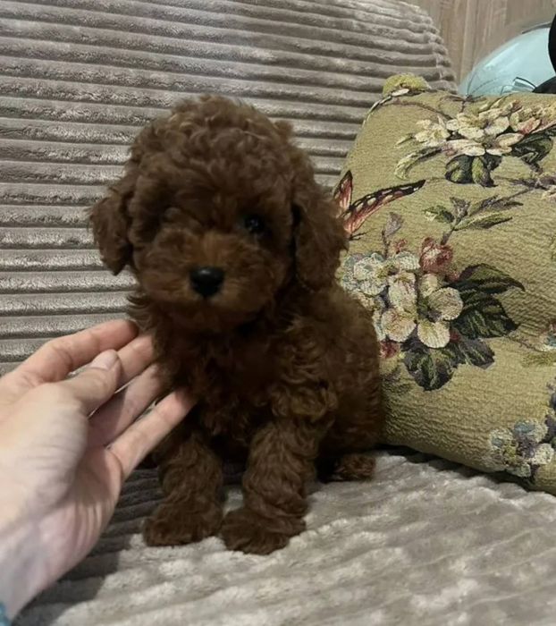 Той  Пудель малиш ред браун