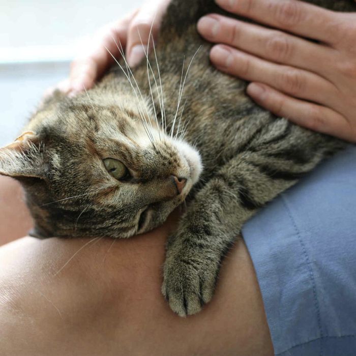 Buba bura kotka do adopcji