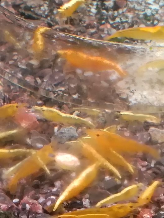 Camarões neocaridina/caridinas