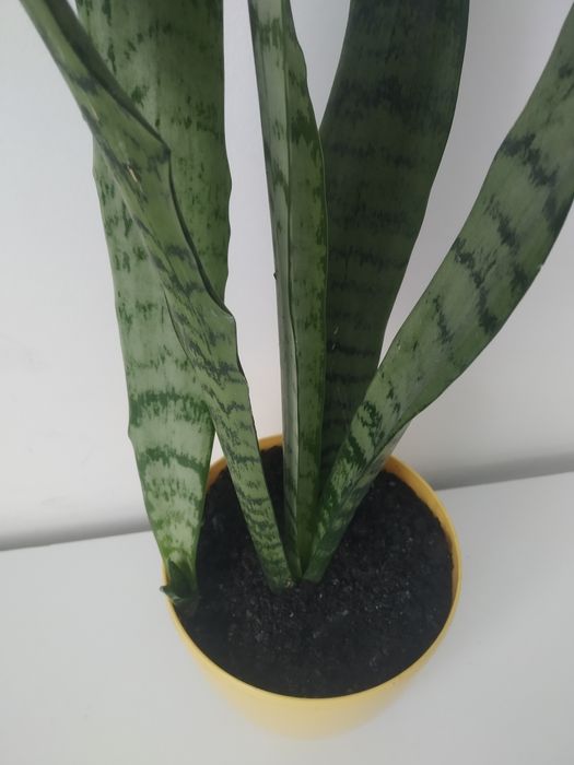 Вазон сансевієрія , щучий хвіст