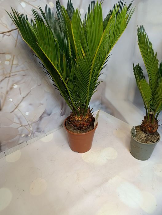 Цикас,різні розміри