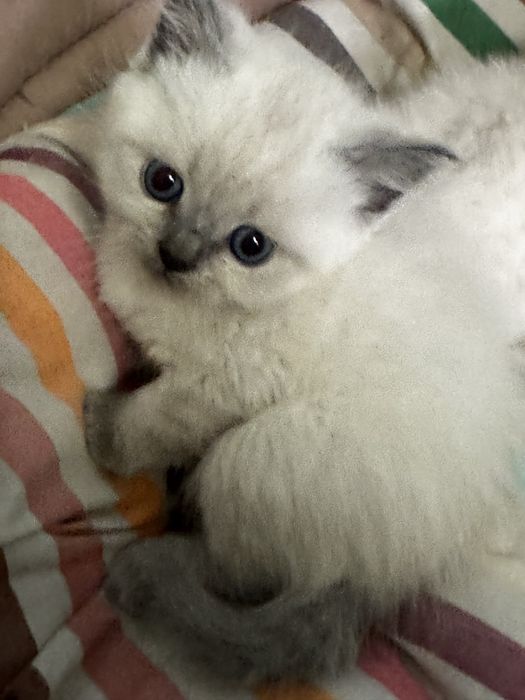 шотландські кошенята