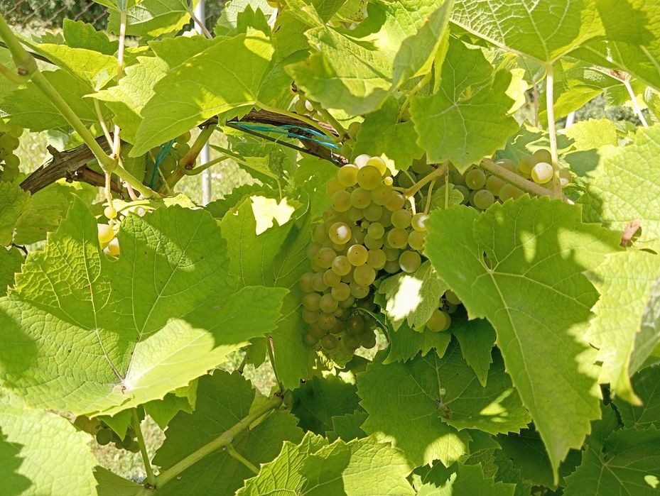 Winogrono Solaris oraz granatowe
