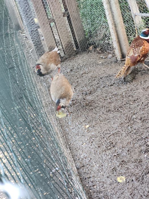 Faisões prateados e coleira