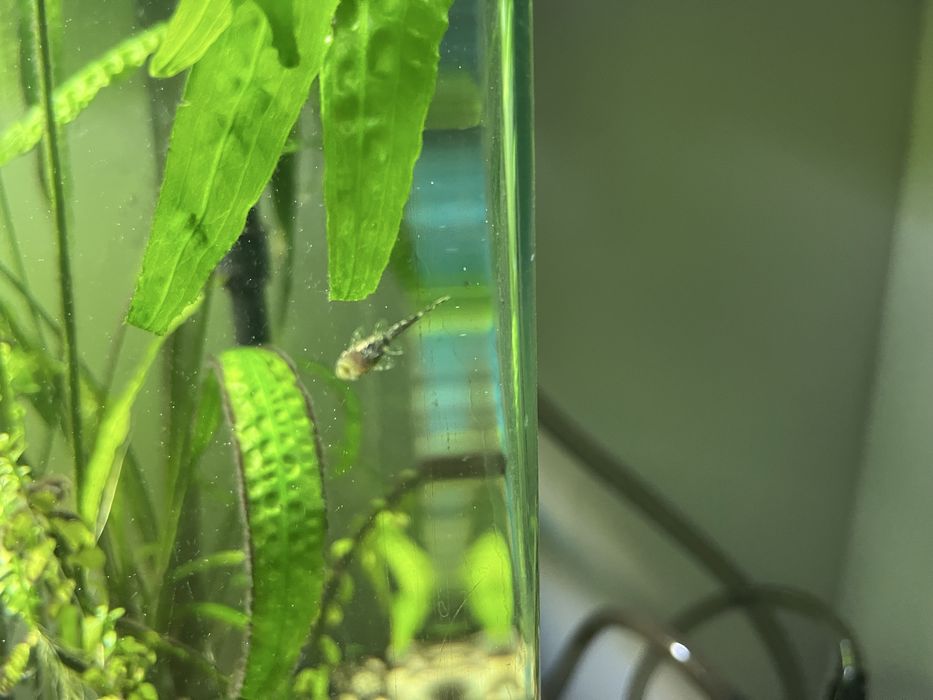 Glonojady z własnej hodowli