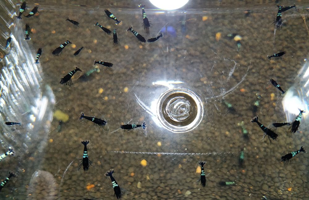 Krewetki Caridina Pinto Black ZAMIANA GRATIS PROMOCJA