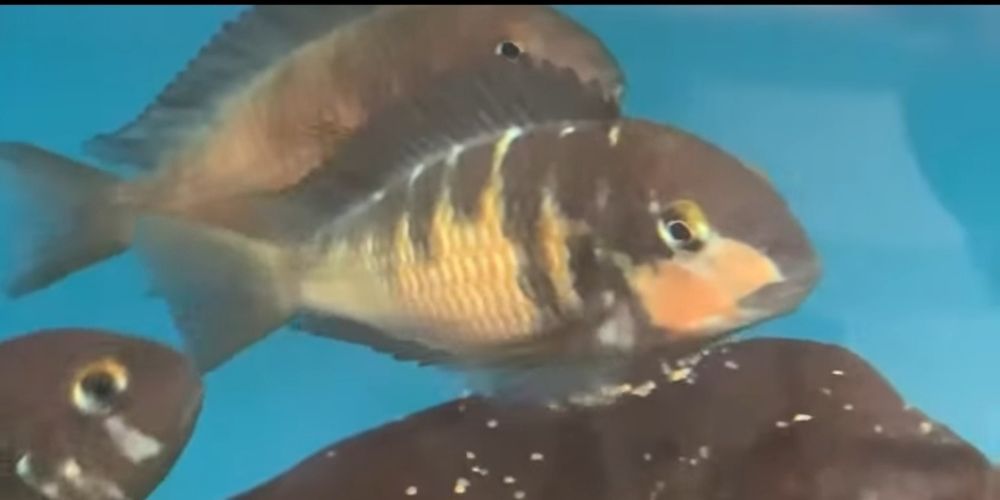 Tropheus Red belly