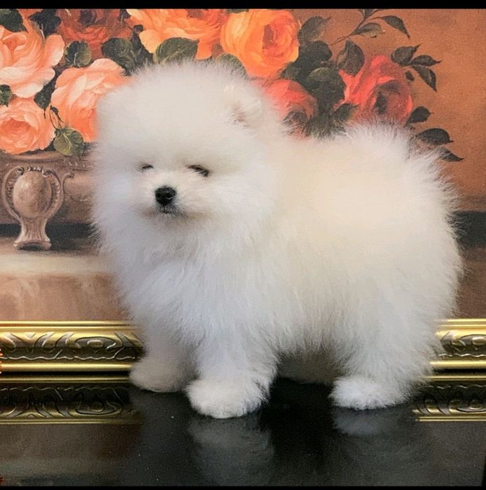 Pomeranian. Bialo- cremowy  piesek
