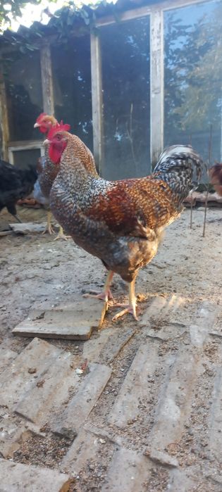 Кури білефельдер