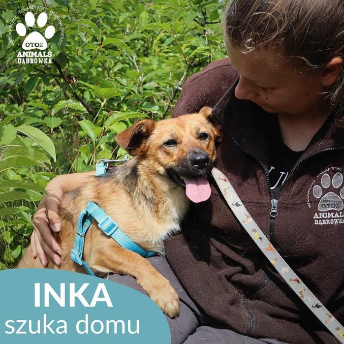 Inka szuka domu!
