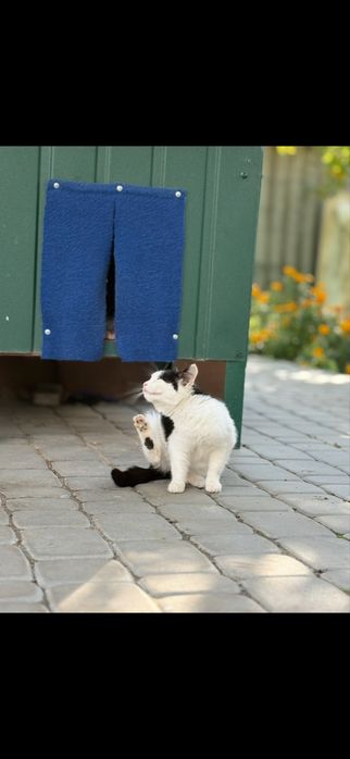 Віддам в добрі руки кошенятко