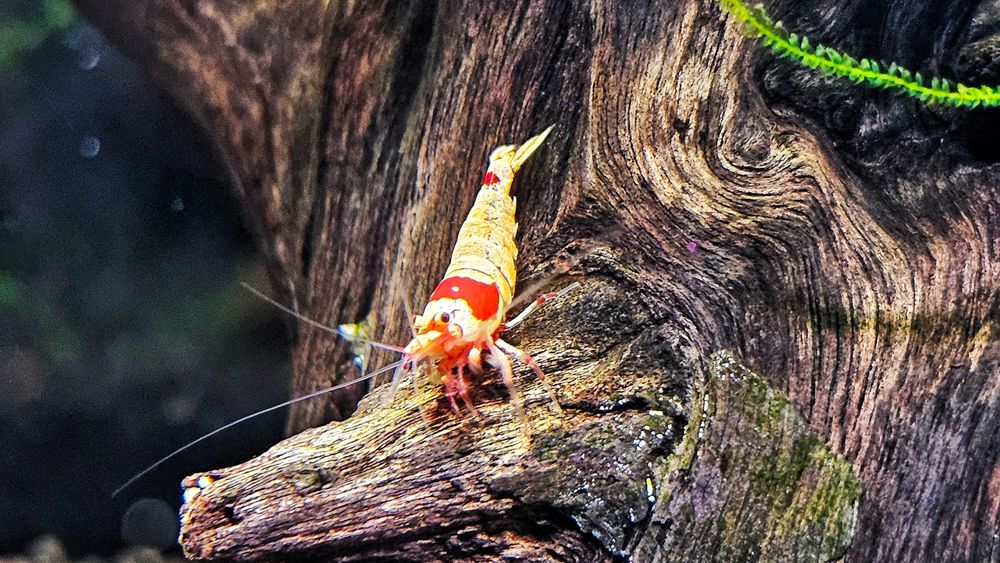 Krewetki Caridina, PRL, Crystal Red