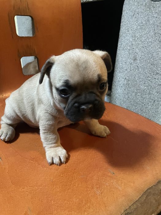 Bulldogue frances