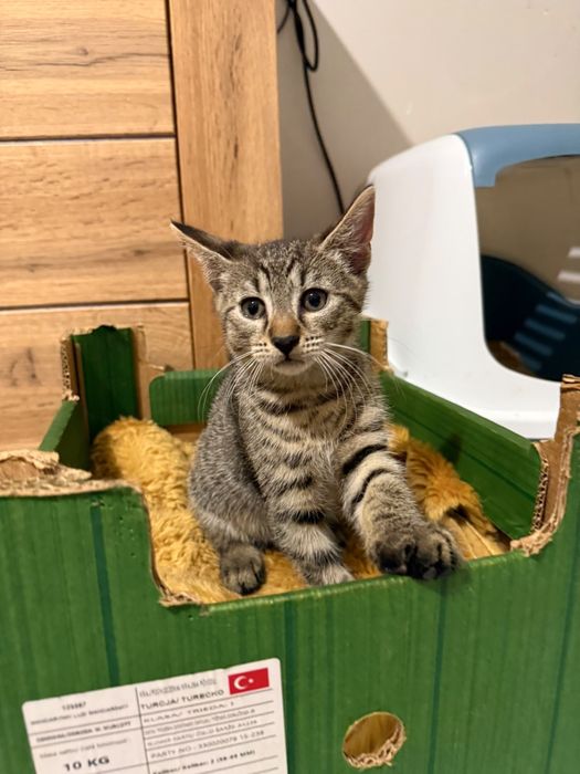 Kociaki do adopcji