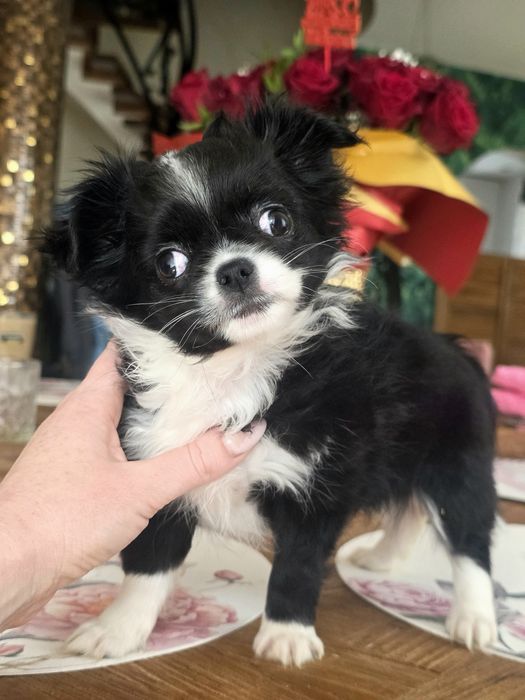 Sliczna Chihuahua długowłosa