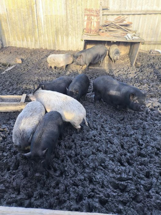 Продам поросят живою вагою  ТЕРМІНОВО
