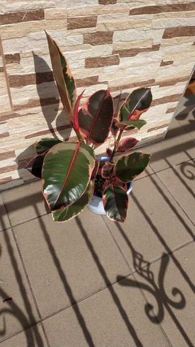 ''Belize'' figowiec sprężysty, fikus