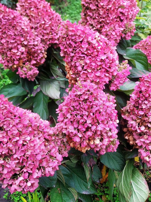 Саженцы гортензии двухлетние