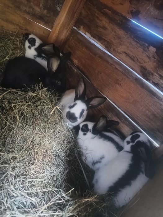 Srokacze czarne 5 sztuk