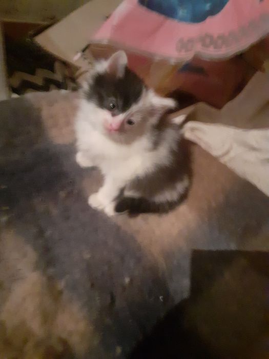 Віддам в добрі руки