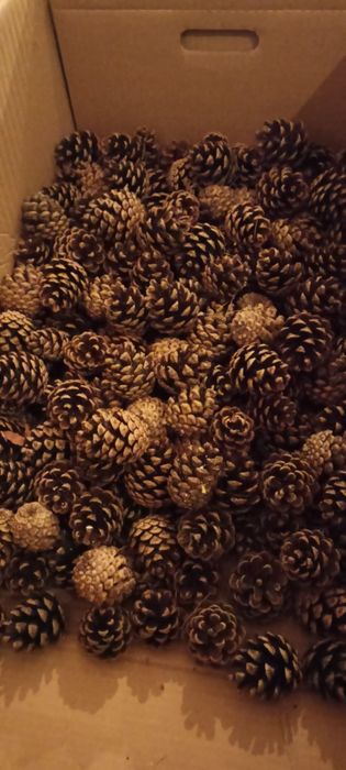 Piękne szyszki sosny