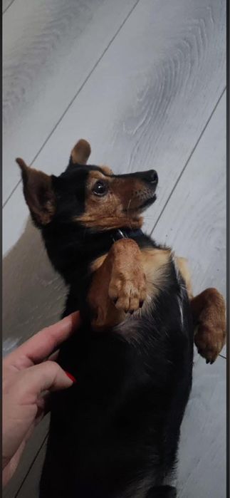 Oddam pieska POMORSKIE