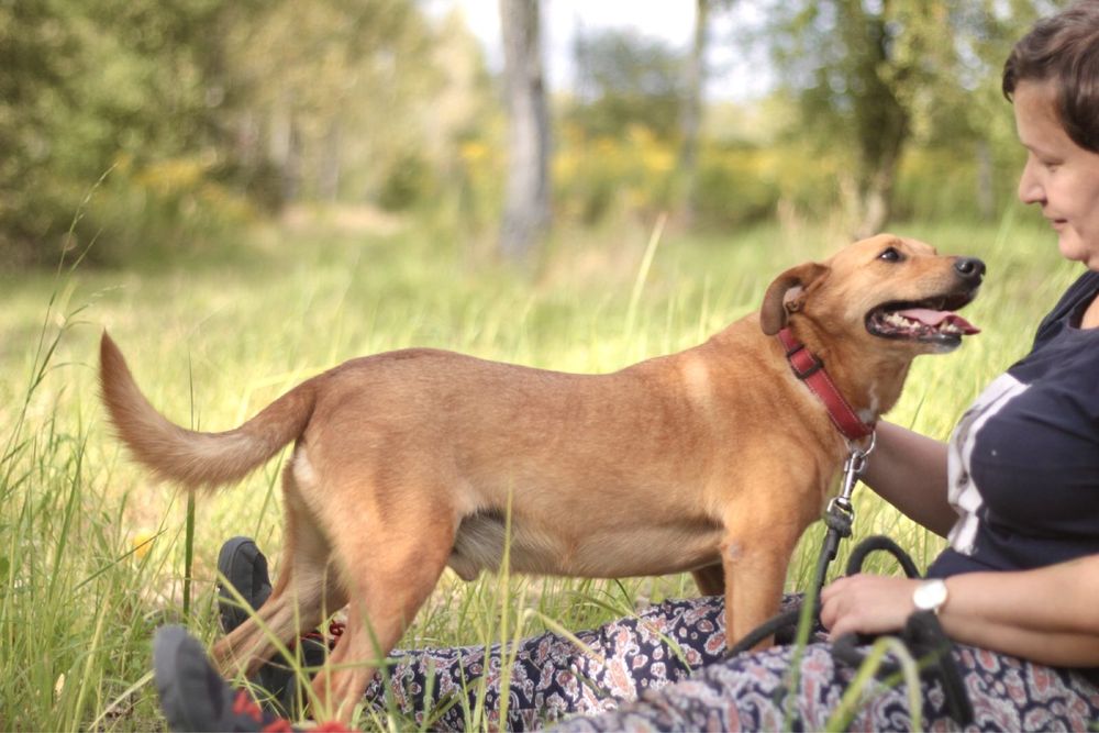 Uśmiechnięty, wesoły i przyjazny Twiściu szuka domu!