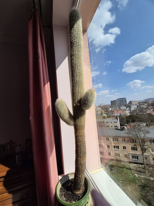 Кактус дорослий високий