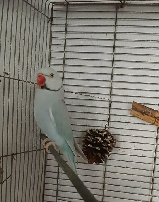 Ring neck macho azul
