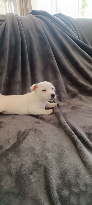 Jack Russell terrier
