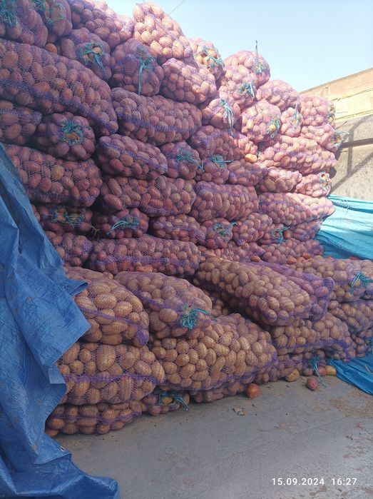 Продам картоплю  Ривєра,ультра раня Саншайн 40 денка,Коломбо, Белароса