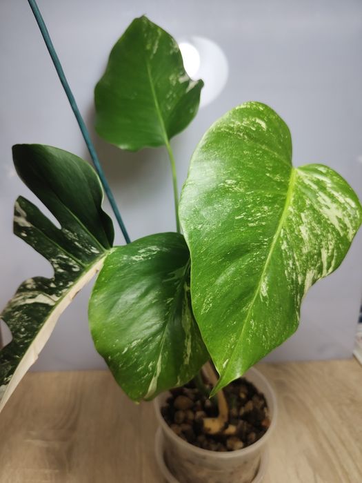 Monstera Variegata ukorzeniona cała
