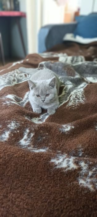 Кошеня чистокровне