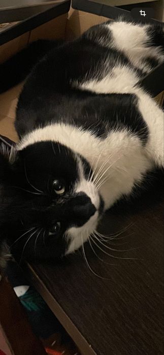 Zaginął ukochany kot, proszę o pomoc w odnalezieniu