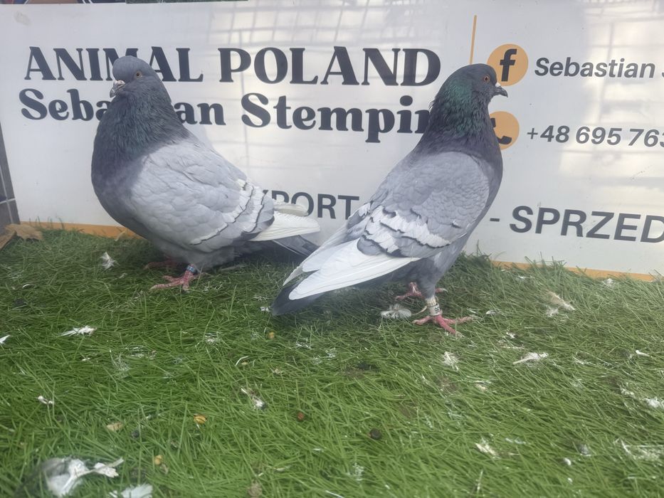 Gołębie. Ryś. Rysie. Możliwy transport