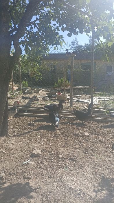 Patos caseiros vivos
