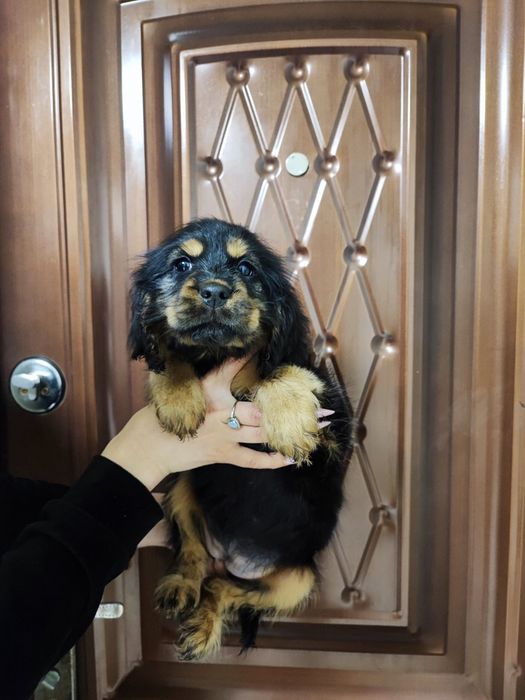 Миловидный ребёнок для вас