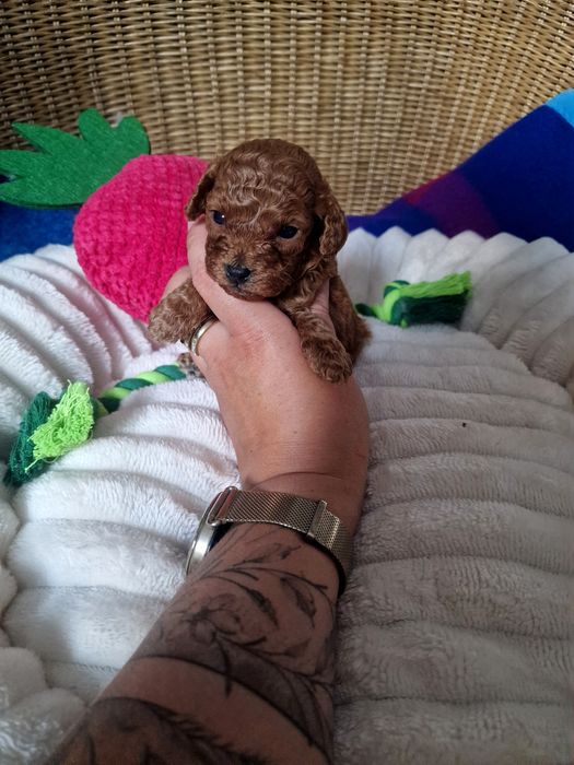 Slodki piesek pudel toy red - do rezerwacji