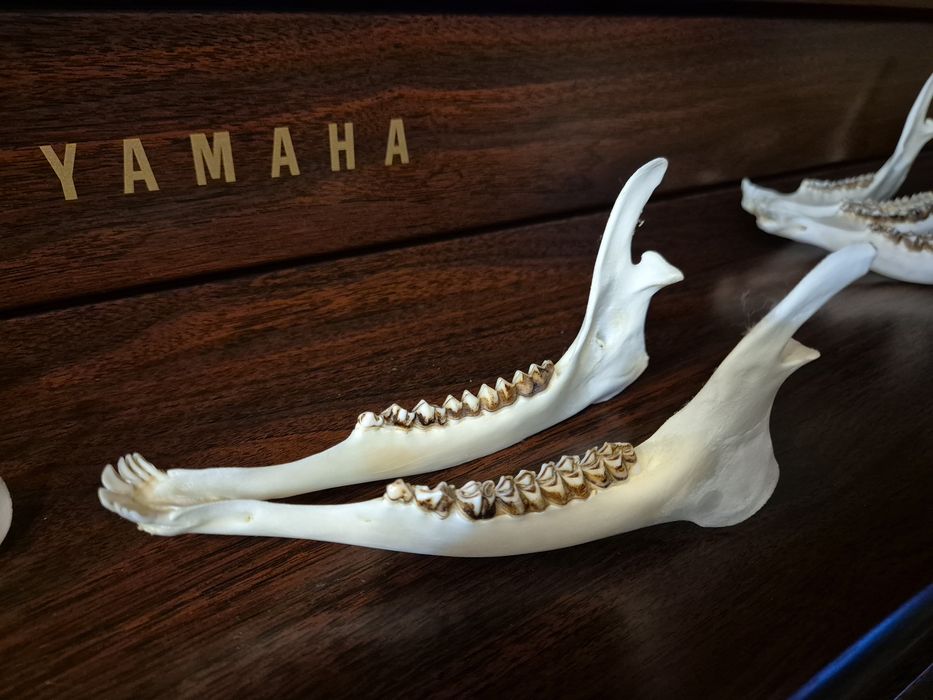 Zuchwa szczęka sarny jelonek zęby czaszka