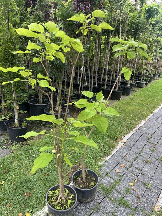 Katalpa w formie drzewiastej donica