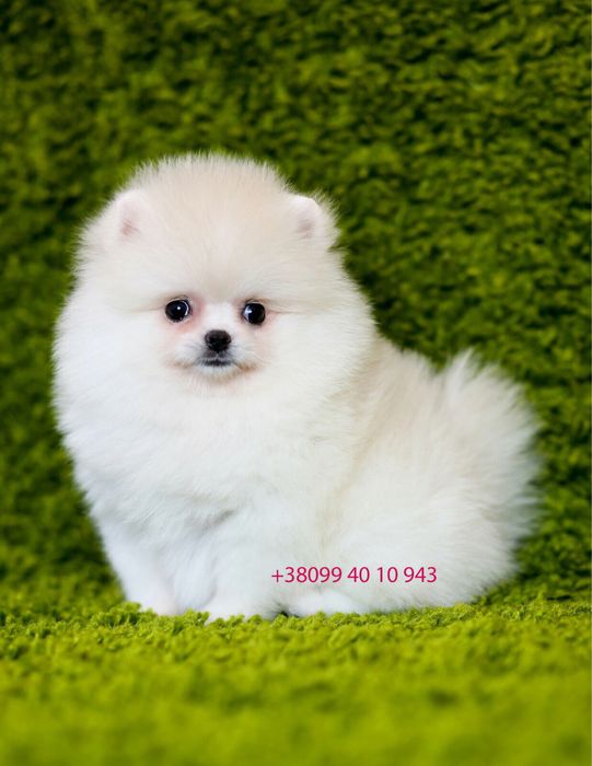 Exclusive VIP лакшері mini білі цуценята померанські шпіци ведмедики!