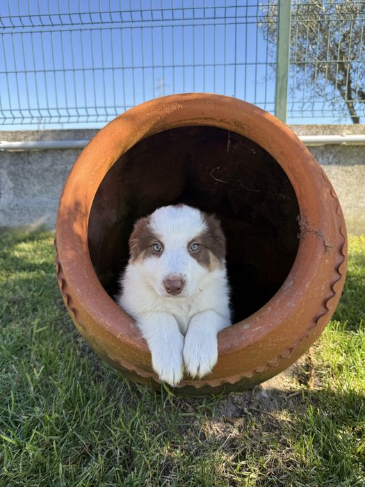 Border collie Macho chocolate PREÇO SÓ ESTA SEMANA