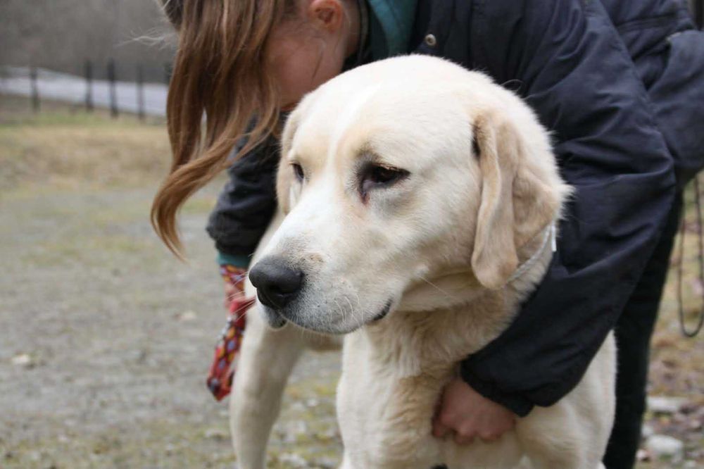 Misiek – wielki psiak, wielkie serce, wielka potrzeba miłosći- oddam psa, psy ze schroniska
