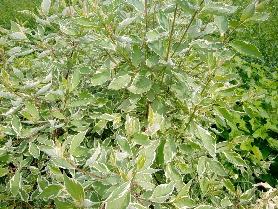 Дерен белый живая изгородь